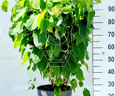 80 tot 100 cm hoog, pot 12 liter