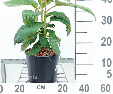 30 tot 40 cm hoog, pot 3 liter