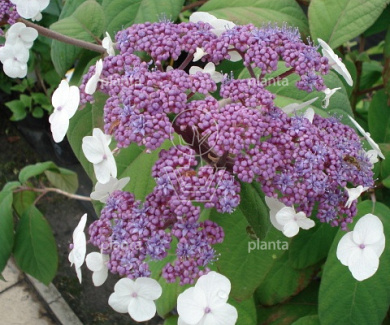 50 tot 60 cm hoog, met kluit