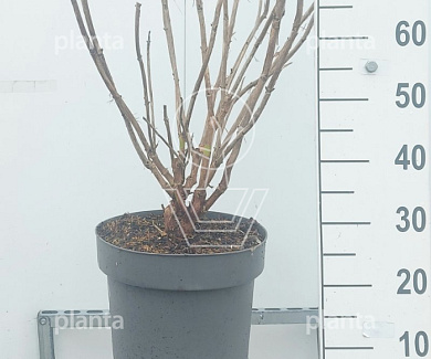 60 tot 80 cm hoog, pot 12 liter