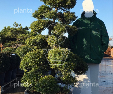 150-175, CONT, BONSAI