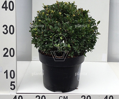 bol, diameter 25 cm, in pot