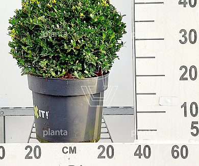 bol, diameter minimaal 30 cm, pot 7.5 liter