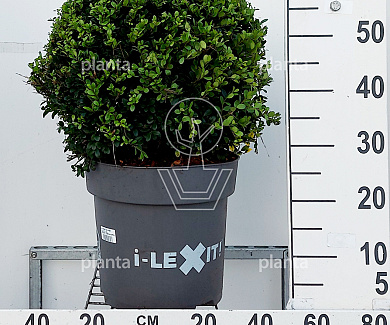 bol, diameter minimaal 40 cm, in pot