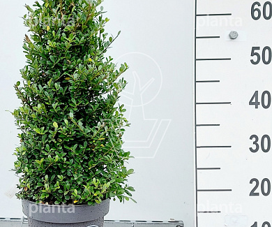 piramidevorm, minimaal 40 cm hoog, in pot
