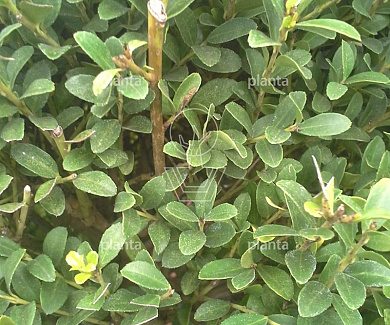 bonsaivorm, 100 tot 125 cm hoog, in pot