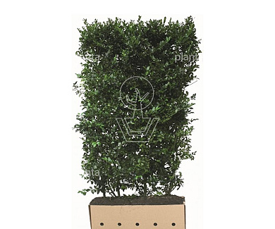 Quick Hedge Haagelement 100cm lang x 180cm hoog