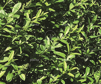 Quick Hedge HAAGELEMENT (L)100x(H)200