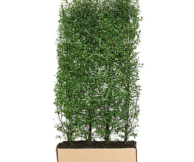 Quick Hedge HAAGELEMENT (L)100x(H)200