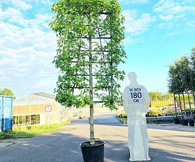 leiboom, stam 60 cm hoog, rek (BxH) 100 x 200 cm