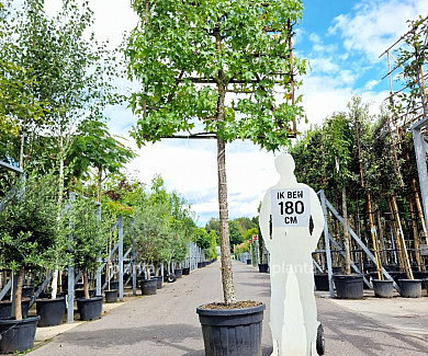 150ST, 14-16, CONT, LEI 150x150