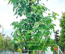 hoogstamboom, stamomtrek 8-10 cm, in pot