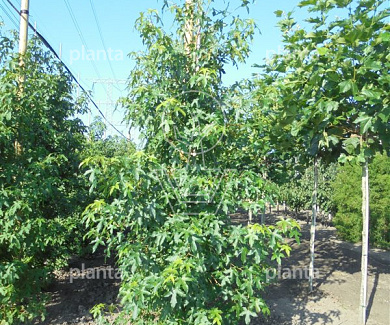 laag vertakte boom, stamomtrek 12-14 cm, draadkluit