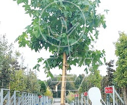 hoogstamboom, stamomtrek 12-14 cm, in pot