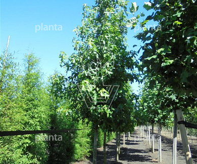 hoogstamboom, stamomtrek 14-16 cm, draadkluit