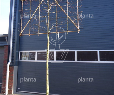 hoogstam leiboom, stamomtrek 14-16 cm, rek 180x120cm, draadkluit