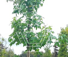 hoogstamboom, stamomtrek 14-16 cm, in pot