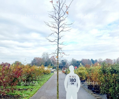 hoogstamboom, stamomtrek 16-18 cm, draadkluit