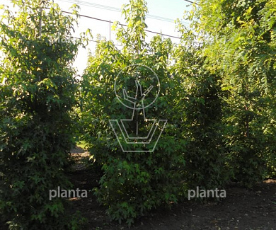 laag vertakte boom, stamomtrek 16-18 cm, draadkluit