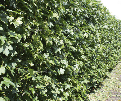 hoogstam leiboom, stamomtrek 20-25 cm, rek 180x120cm, draadkluit