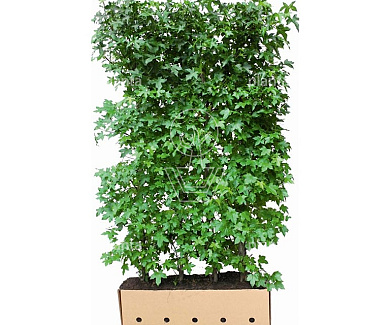Quick Hedge HAAGELEMENT (L)100x(H)200