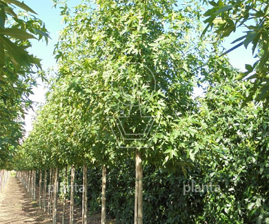 hoogstamboom, stamomtrek 10-12 cm, draadkluit