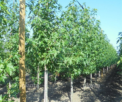 hoogstamboom, stamomtrek 12-14 cm, draadkluit