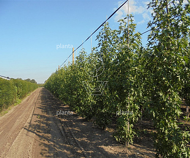 laag vertakte boom, stamomtrek 12-14 cm, draadkluit