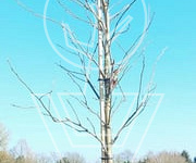 hoogstamboom, stamomtrek 12-14 cm, in pot