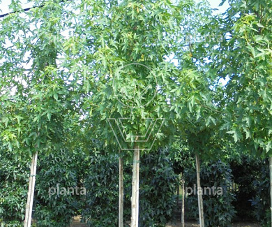 hoogstamboom, stamomtrek 14-16 cm, draadkluit