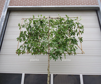 hoogstam leiboom, stamomtrek 14-16 cm, rek 180x120cm, draadkluit