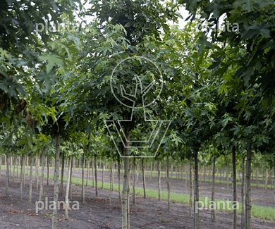 hoogstamboom, stamomtrek 20-25 cm, draadkluit