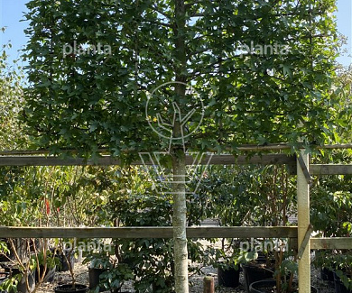  20-25, DR, LEI 180x120