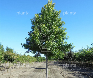 hoogstamboom, stamomtrek 30-35 cm, draadkluit