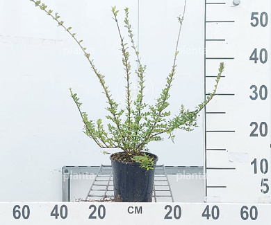 C1.5, LEV