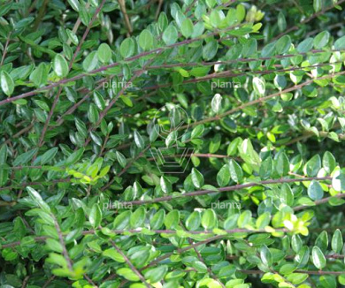  25- 40, W, 0+1 (PER 25, PRIJS/STUK)