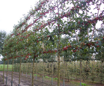 210ST, 16-18, DR, LEI 160X160, 5 ETA, MJR