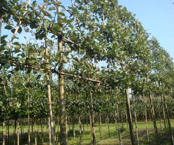 210ST, 20-25, DR, LEI 160X160, 5 ETA, MJR