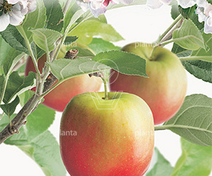 210ST, 20-25, DR, LEI 160X160, 5 ETA, MJR