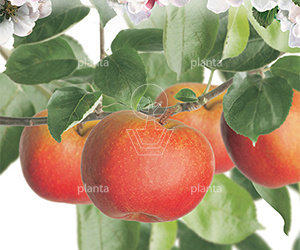 210ST, 20-25, DR, LEI 160X160, 5 ETA, MJR