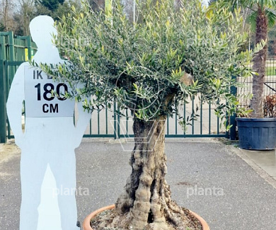 oude stam, pot 130 liter