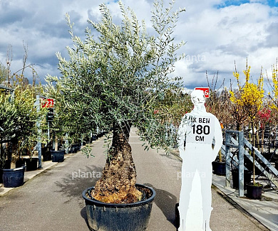 oude stam, pot 240 liter