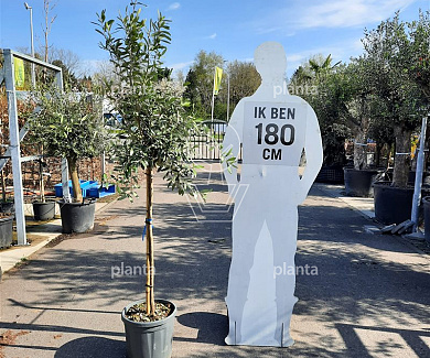 halfstamboom, stamomtrek 8-10 cm, in pot