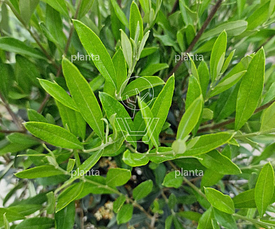 HALFST, 14-16, CONT, TOSCANA