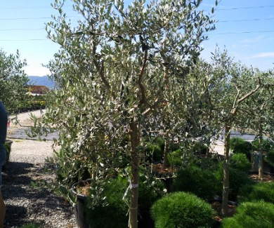 HALFST, 16-18, CONT, TOSCANA