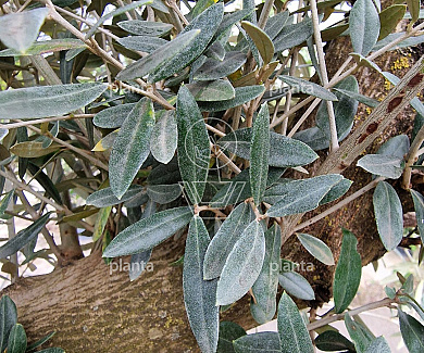 halfstamboom, toscanavorm, stamomtrek 40-50 cm, in pot