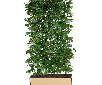 Quick Hedge Haagelement 100cm lang x 200cm hoog