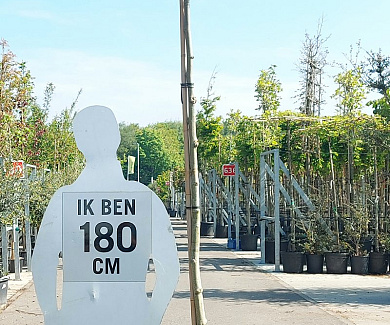 hoogstam dakboom, stamomtrek 10-12 cm, rek 120x120cm, in pot