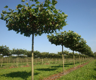 Dakboom, stamomtr 25-30cm, drkluit,meerjarig dak, stamh 240cm