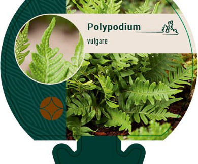 Pot 9 cm